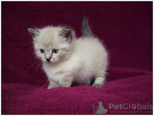 Photo №1. munchkin - for sale in the city of Reykjavík | 300$ | Announcement № 57205