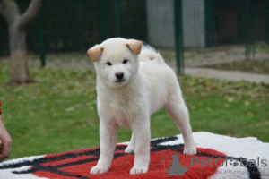 Photo №1. shiba inu - for sale in the city of Ниш | negotiated | Announcement № 81246