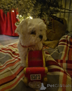 Photo №4. I will sell maltese dog in the city of Gendt. private announcement - price - negotiated