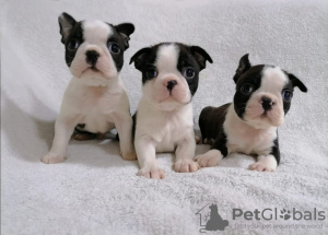 Photo №1. boston terrier - for sale in the city of Helsinki | 423$ | Announcement № 56471