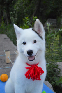 Photo №1. yakutian laika - for sale in the city of Ulyanovsk | 322$ | Announcement № 2938