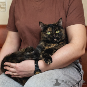 Photo №2 to announcement № 133381 for the sale of  - buy in Russian Federation 