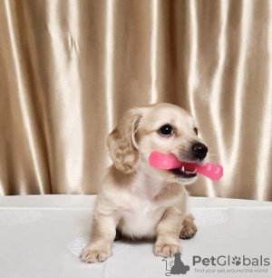 Additional photos: Offered for sale a puppy cream dachshund, Cream dachshund golden, Rare color.