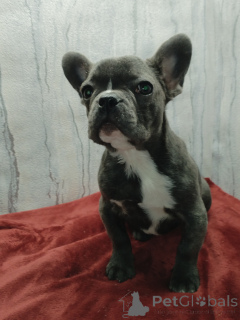 Photo №1. french bulldog - for sale in the city of Brest | negotiated | Announcement № 165454