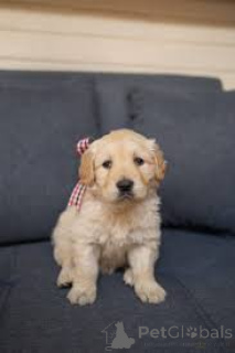 Photo №2 to announcement № 165542 for the sale of golden retriever - buy in United Kingdom private announcement, breeder