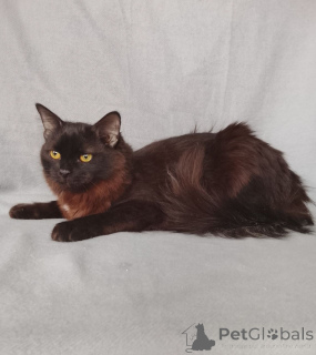 Photo №2 to announcement № 164495 for the sale of  - buy in Russian Federation private announcement