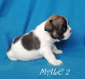 Photo №1. french bulldog - for sale in the city of Ukhta | 1109$ | Announcement № 4874
