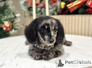 Photo №2 to announcement № 159293 for the sale of dachshund - buy in Switzerland private announcement