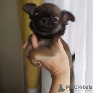 Photo №2 to announcement № 105044 for the sale of chihuahua - buy in Germany breeder