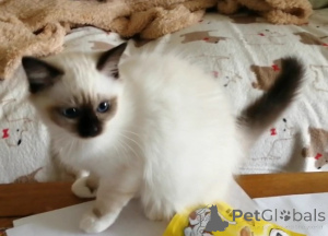 Photo №1. birman - for sale in the city of Zülpich | 329$ | Announcement № 148544