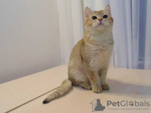 Photo №2 to announcement № 8984 for the sale of british shorthair - buy in Ukraine breeder