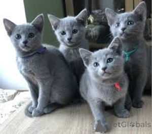 Photo №1. russian blue - for sale in the city of Espoo | Is free | Announcement № 167761
