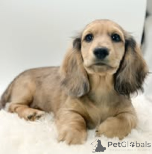 Photo №4. I will sell dachshund in the city of Vienna. private announcement, breeder - price - 723$