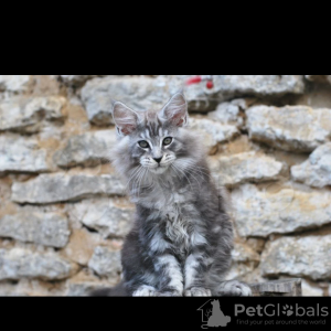Photo №1. maine coon - for sale in the city of Eagle | 456$ | Announcement № 9946