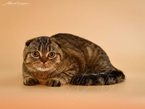 Photo №3. fold cat. Ukraine