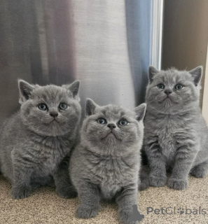 Photo №1. british shorthair - for sale in the city of Vienna | 258$ | Announcement № 155589