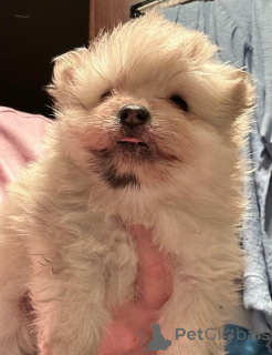 Photo №4. I will sell pomeranian in the city of Friedberg (Hessen). breeder - price - 518$