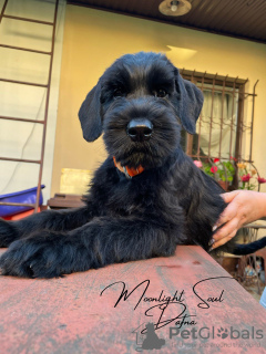 Photo №3. Giant Schnauzer puppies (3 months). Belarus