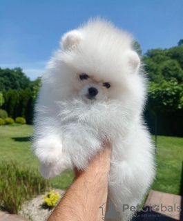 Photo №4. I will sell pomeranian in the city of Штутгарт. private announcement - price - 380$