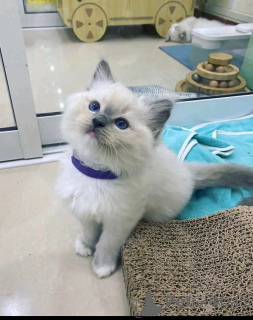 Photo №3. Ragdoll kittens Business WhatsApp 37256348129. Finland