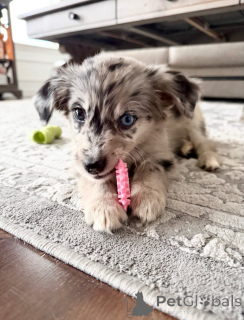 Photo №2 to announcement № 171709 for the sale of jack russell terrier - buy in Belgium private announcement
