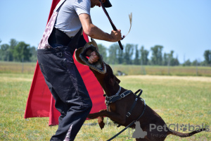 Photo №4. I will sell dobermann in the city of Gorzów Wielkopolski. breeder - price - 2008$