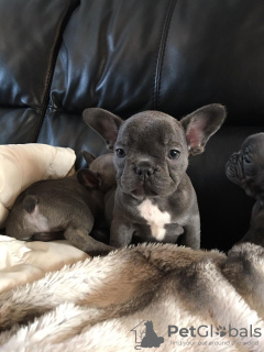 Photo №2 to announcement № 106740 for the sale of french bulldog - buy in Germany private announcement, breeder