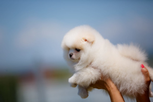 Photo №1. pomeranian - for sale in the city of Belgorod | 466$ | Announcement № 2635
