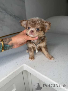 Photo №1. chihuahua - for sale in the city of Arkansas City | 500$ | Announcement № 174339