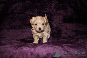 Photo №3. 3 Healthy Maltese Puppies available Now. Germany