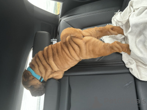 Photo №1. shar pei - for sale in the city of Warsaw | 1057$ | Announcement № 117683