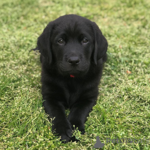 Photo №1. labrador retriever - for sale in the city of Gothenburg | 846$ | Announcement № 147986