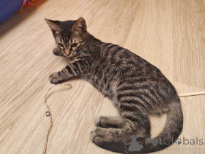 Photo №1.  - for sale in the city of Moskova | Is free | Announcement № 176020