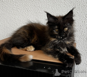 Photo №3. Maine Coon kitten. Russian Federation