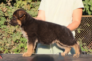 Photo №4. I will sell german shepherd in the city of Taganrog. from nursery - price - 781$