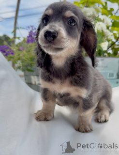 Photo №4. I will sell dachshund in the city of Bielefeld. breeder - price - negotiated