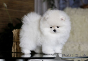 Photo №3. Pomeranian Spitz puppies,. Finland