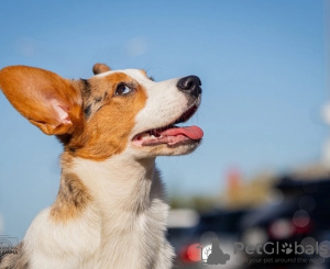 Photo №3. Welsh Corgi Cardigan, puppy. Russian Federation