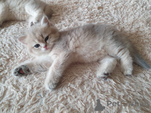 Photo №2 to announcement № 139258 for the sale of british longhair - buy in Russian Federation breeder
