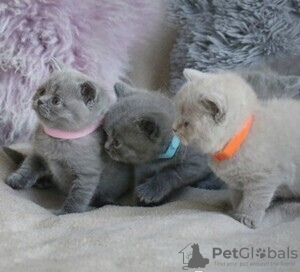 Photo №1. scottish fold - for sale in the city of Charleroi | 211$ | Announcement № 88359