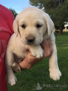 Photo №3. Labrador puppies. United States