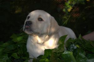 Photo №3. Labrador Retriever Puppies. Ukraine
