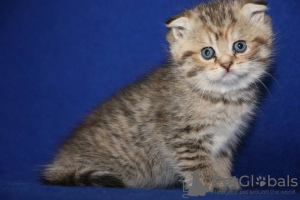 Photo №2 to announcement № 93600 for the sale of scottish fold - buy in Germany private announcement, breeder
