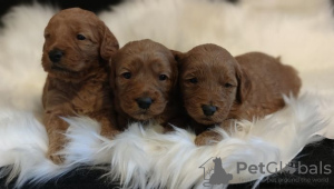 Photo №1. golden retriever - for sale in the city of Berlin | Is free | Announcement № 126768