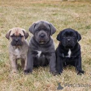 Photo №1. cane corso - for sale in the city of Quebec City | 1000$ | Announcement № 162777