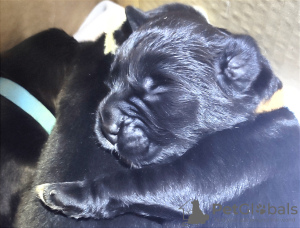 Photo №1. newfoundland dog - for sale in the city of Песочин | 707$ | Announcement № 58398