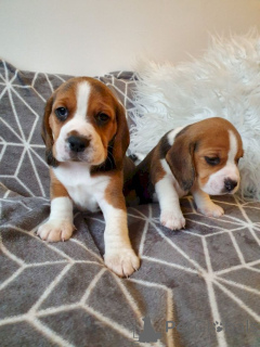 Photo №1. beagle - for sale in the city of Vienna | Is free | Announcement № 138603