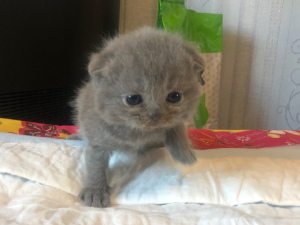 Photo №1. scottish fold - for sale in the city of Ulyanovsk | 139$ | Announcement № 6694