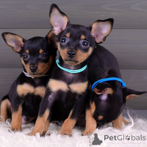 Photo №2 to announcement № 154708 for the sale of pražský krysařík - buy in Germany private announcement