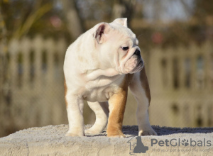 Photo №3. English Bulldog puppies. Estonia